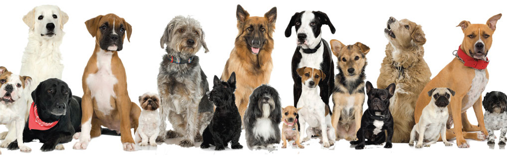 Doggies