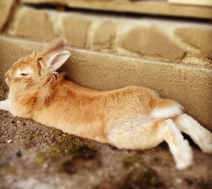 rabbit